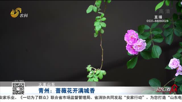 【大美山东】青州：蔷薇花开满城香