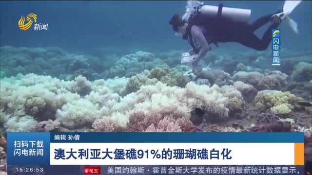 澳大利亞大堡礁91%的珊瑚礁白化