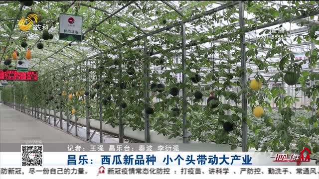 昌樂：西瓜新品種 小個頭帶動大產業