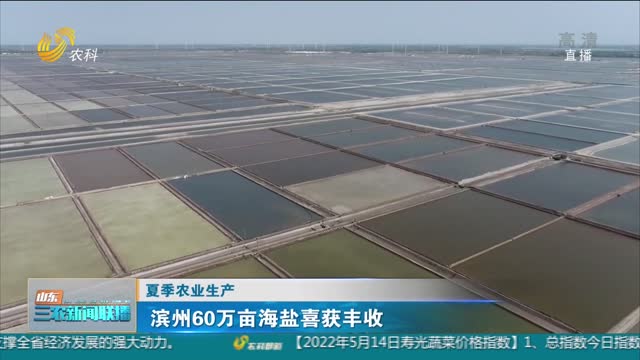 【夏季农业生产】滨州60万亩海盐喜获丰收