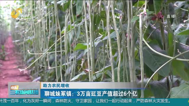 【助力农民增收】聊城妹冢镇：3万亩豇豆产值超过6个亿
