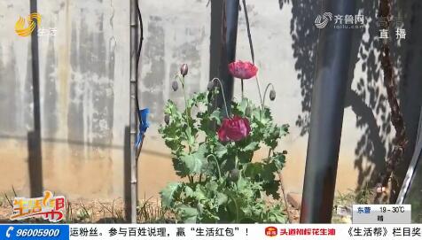 济南：天网恢恢 罂粟无处遁形
