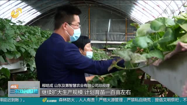 【助力农民增收】莱西：小小红薯苗 致富“大产业”