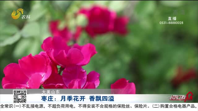 【大美山东】枣庄：月季花开 香飘四溢