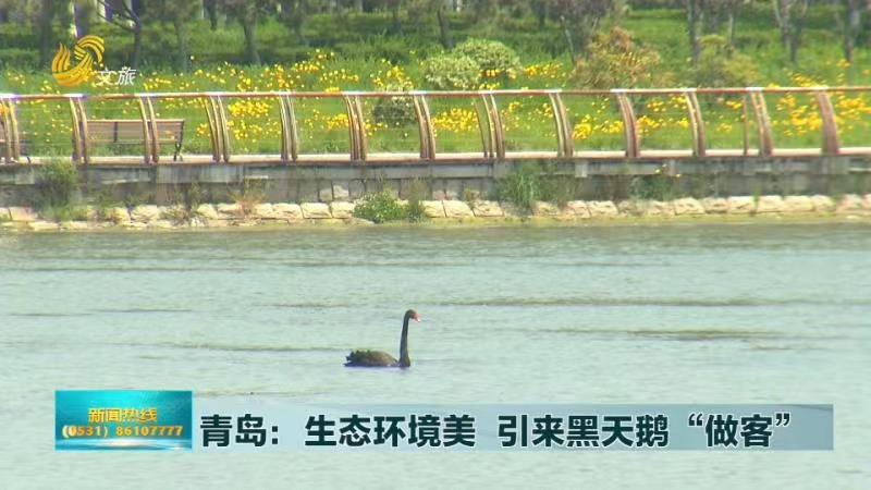 青岛：生态环境美  引来黑天鹅“做客”