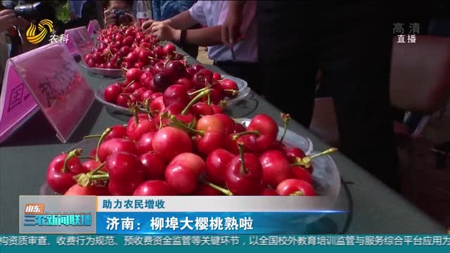 【助力农民增收】济南：柳埠大樱桃熟啦