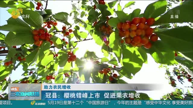 【助力农民增收】冠县：樱桃错峰上市 促进果农增收