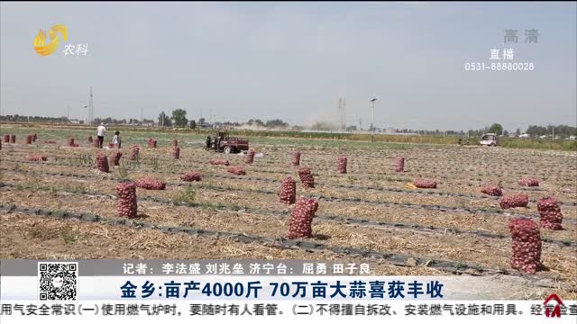 金乡：亩产4000斤 70万亩大蒜喜获丰收