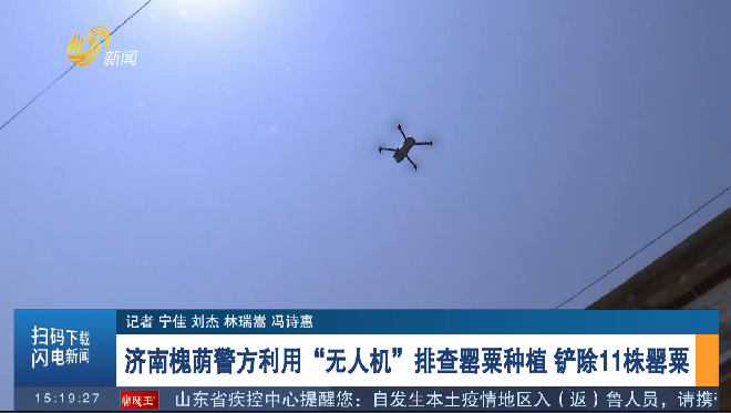 济南槐荫警方利用“无人机”排查罂粟种植 铲除11株罂粟