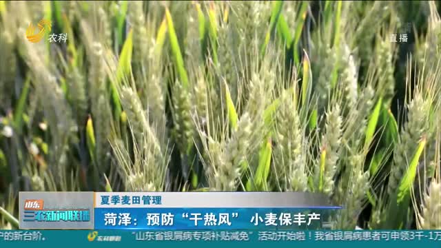 【夏季麦田管理】菏泽：预防“干热风” 小麦保丰产
