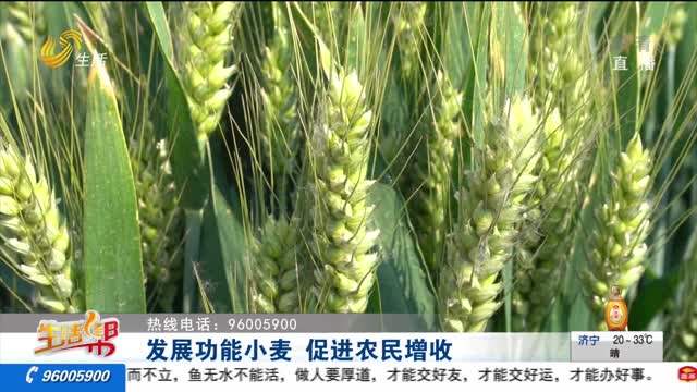 发展功能小麦 促进农民增收