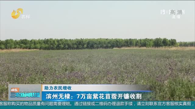 【助力农民增收】滨州无棣：7万亩紫花苜蓿开镰收割