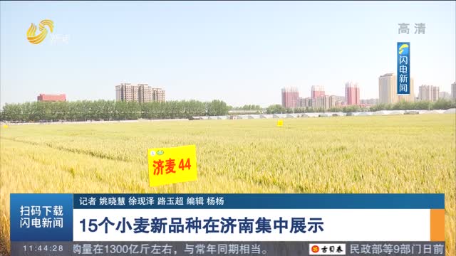 15个小麦新品种在济南集中展示