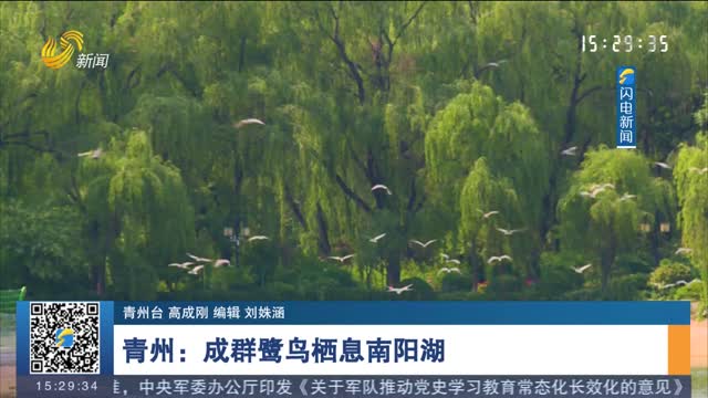 【诗画山东】青州：成群鹭鸟栖息南阳湖