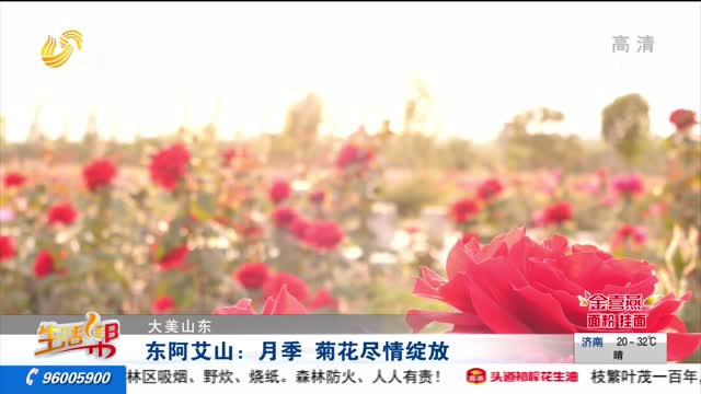 【大美山东】东阿艾山：月季 菊花尽情绽放