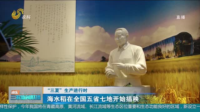 【“三夏”生产进行时】海水稻在全国五省七地开始插秧