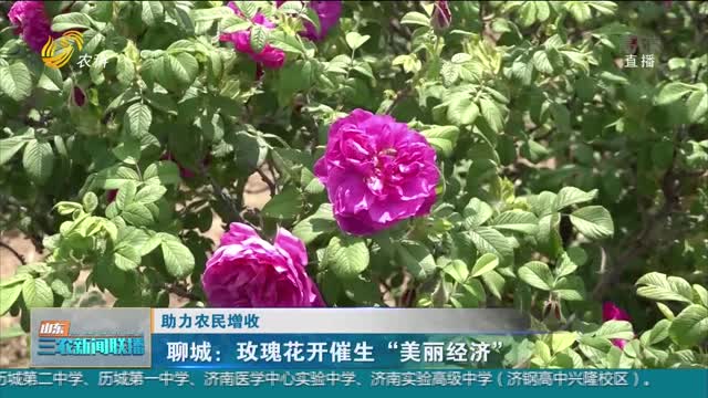 【助力农民增收】聊城：玫瑰花开催生“美丽经济”