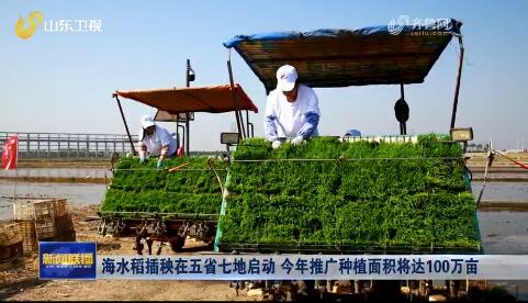 海水稻插秧在五省七地启动 今年推广种植面积将达100万亩