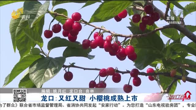 龙口：又红又甜 小樱桃成熟上市