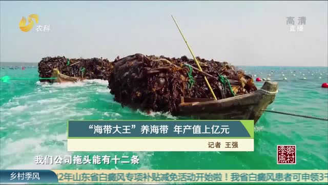 “海带大王”养海带 年产值上亿元