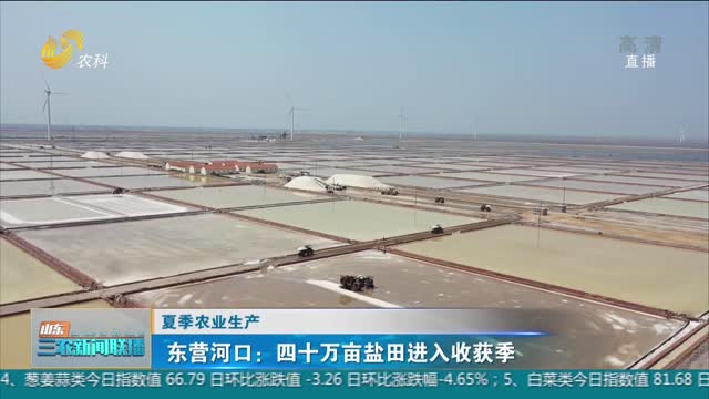 【夏季农业生产】东营河口：四十万亩盐田进入收获季