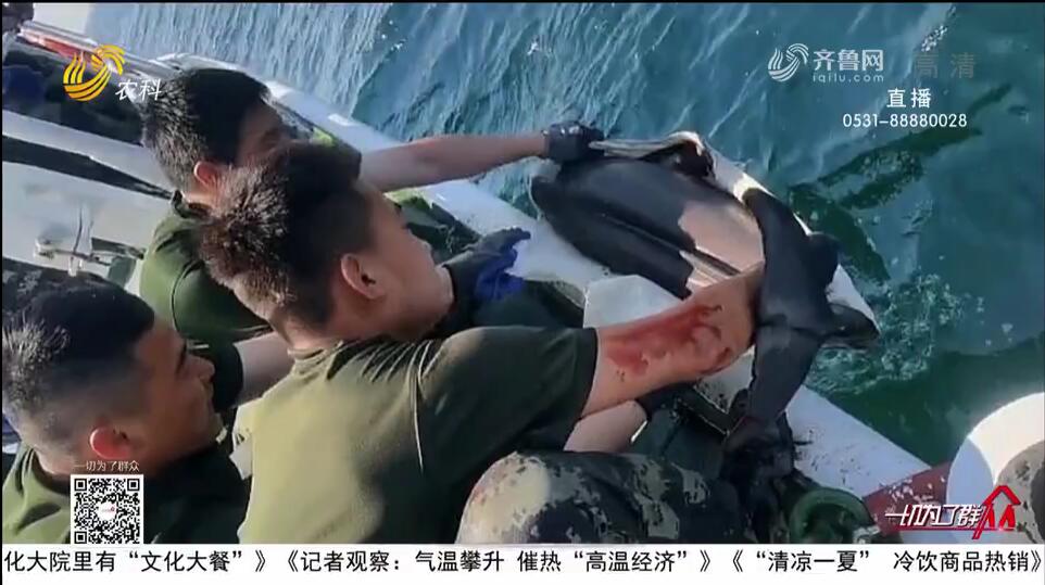 烟台：江豚被困渔网 海警成功救助