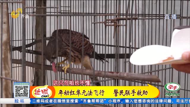 东阿：警民救助幼鸟红隼 系国家二级保护动物