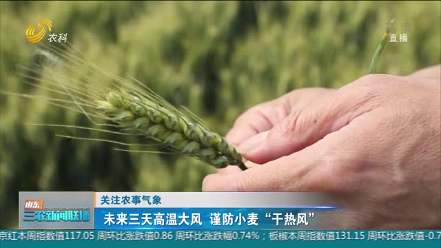 【关注农事气象】未来三天高温大风 谨防小麦“干热风”