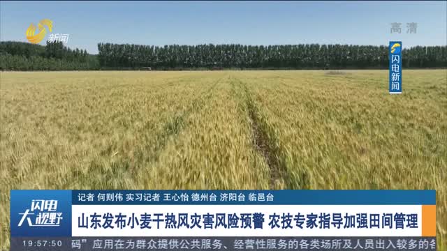 山东发布小麦干热风灾害风险预警 农技专家指导加强田间管理