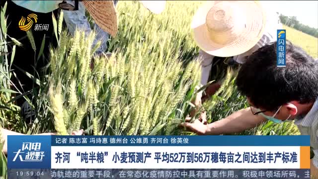 齐河“吨半粮”小麦预测产 平均52万到56万穗每亩之间达到丰产标准