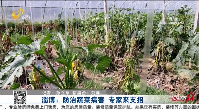 淄博：防治蔬菜病害 专家来支招