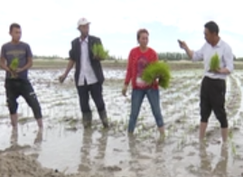 5月28日《山东援疆》袁隆平海水稻在喀什岳普湖实现规模种植