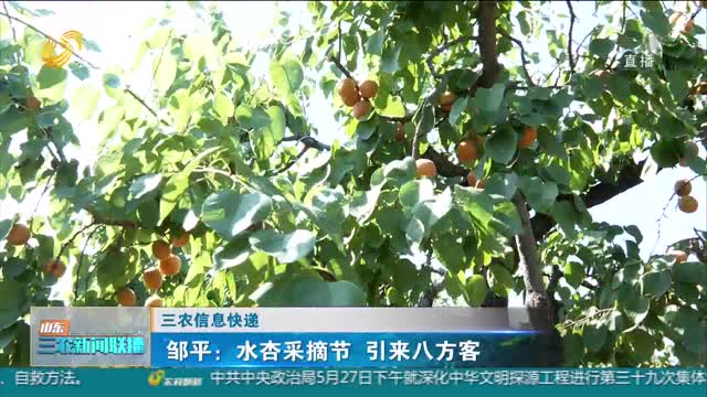 【三农信息快递】邹平：水杏采摘节 引来八方客