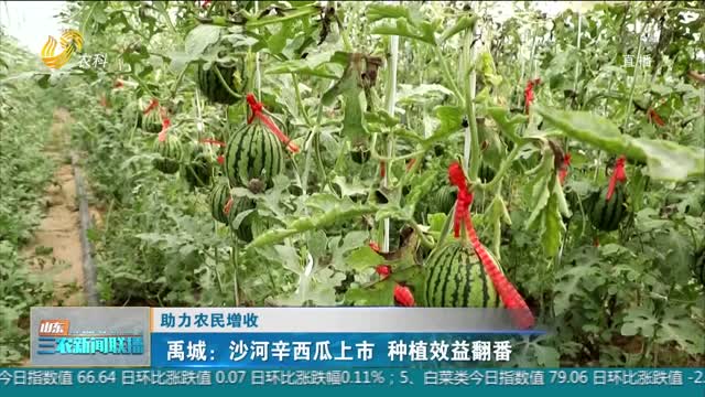 【助力农民增收】禹城：沙河辛西瓜上市 种植效益翻番