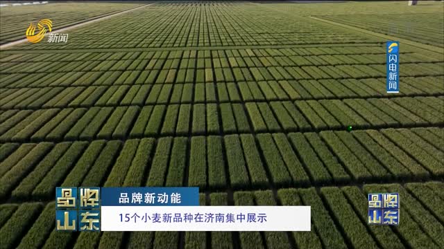 【品牌新动能】15个小麦新品种在济南集中展示
