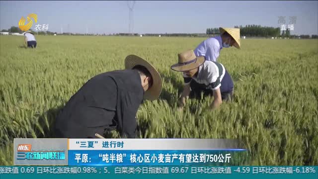 【“三夏”进行时】平原：“吨半粮”核心区小麦亩产有望达到750公斤