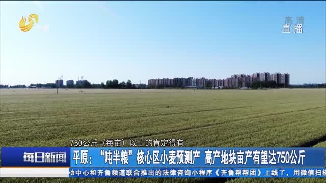 平原：“吨半粮”核心区小麦预测产 高产地块亩产有望达750公斤