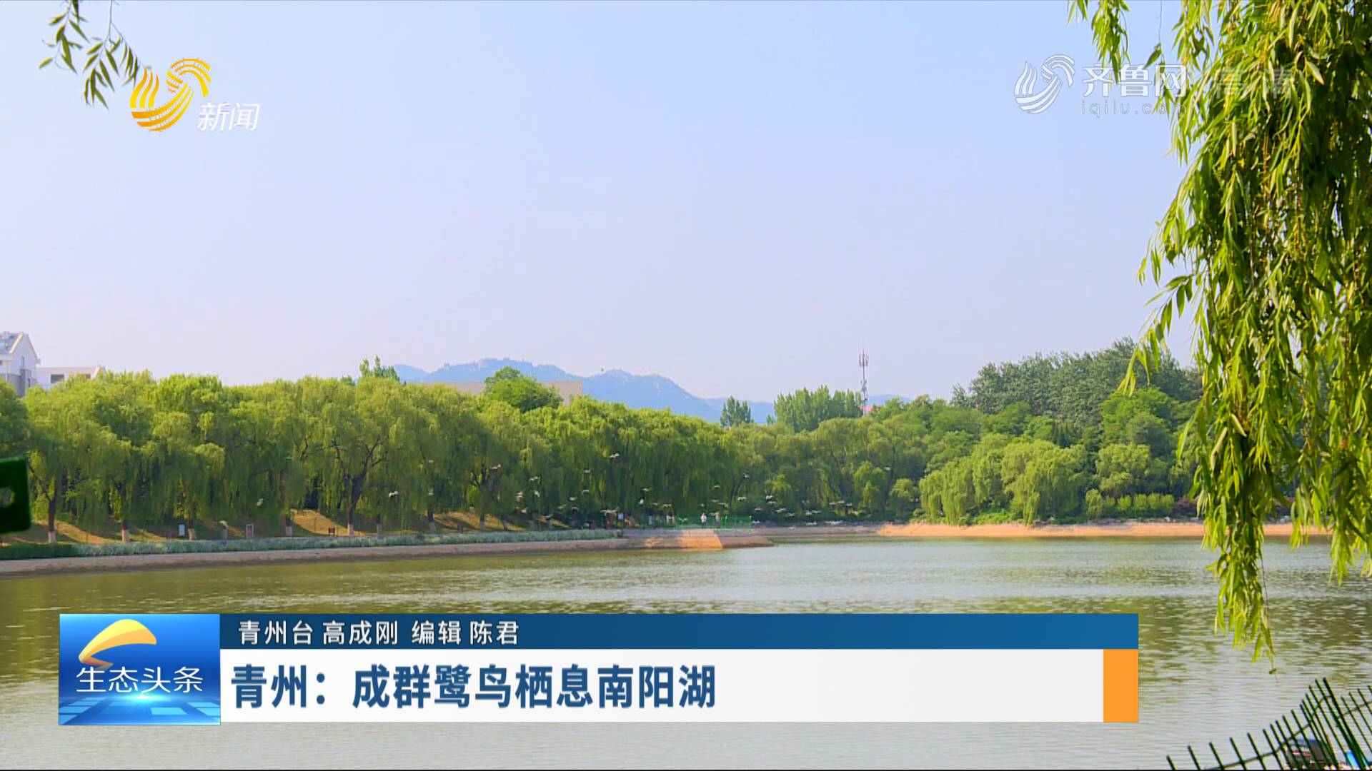 青州：成群鹭鸟栖息南阳湖