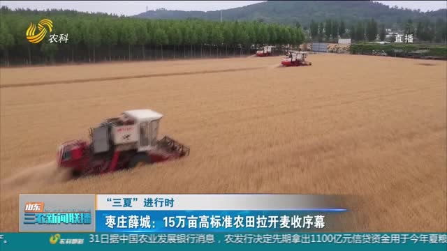 【“三夏”进行时】枣庄薛城：15万亩高标准农田拉开麦收序幕