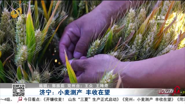 济宁：小麦测产 丰收在望