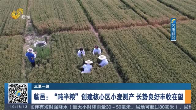 【三夏一线】临邑：“吨半粮”创建核心区小麦测产 长势良好丰收在望