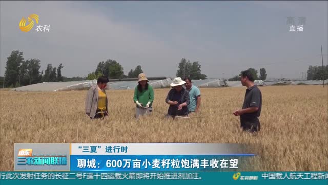 【“三夏”进行时】聊城：600万亩小麦籽粒饱满丰收在望