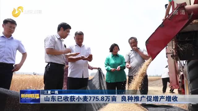 山东已收获小麦775.8万亩 良种推广促增产增收【三夏一线】