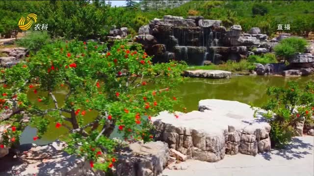 枣庄峄城冠世榴园 欣赏石榴花绽放的美景