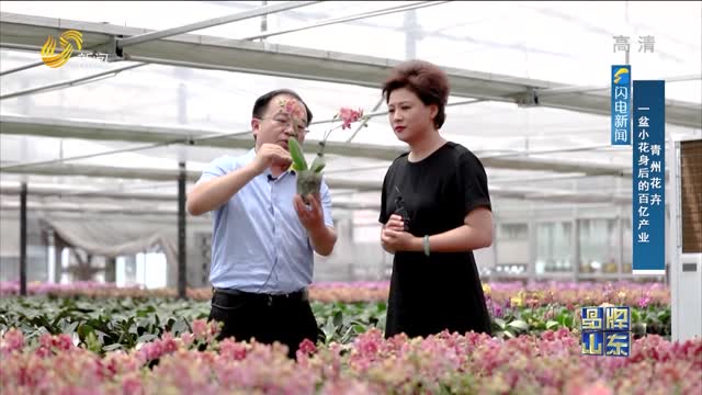 【品牌馨对话】青州花卉：一盆小花身后的百亿产业