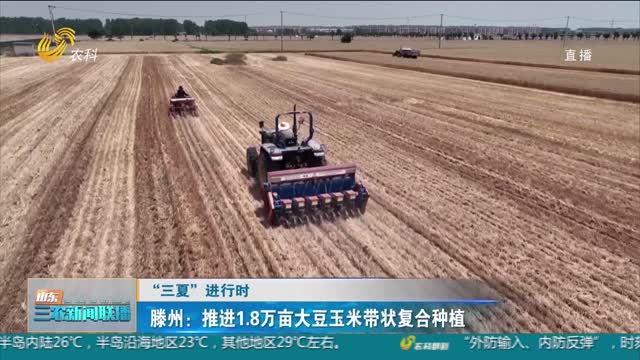 【“三夏”进行时】滕州：推进1.8万亩大豆玉米带状复合种植