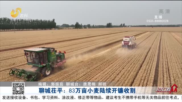 聊城茌平：83万亩小麦陆续开镰收割