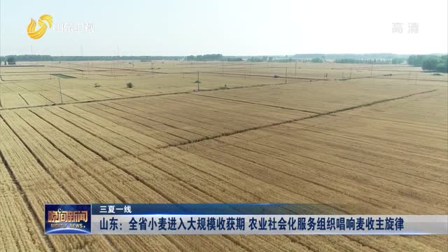 【三夏一线】山东：全省小麦进入大规模收获期 农业社会化服务组织唱响麦收主旋律