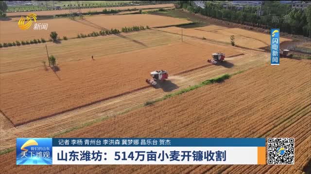 山东潍坊：514万亩小麦开镰收割