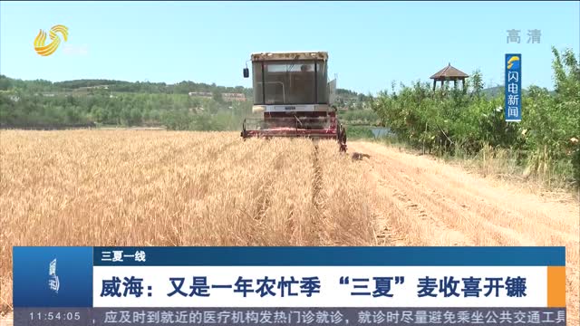 【三夏一线】威海：又是一年农忙季 “三夏”麦收喜开镰